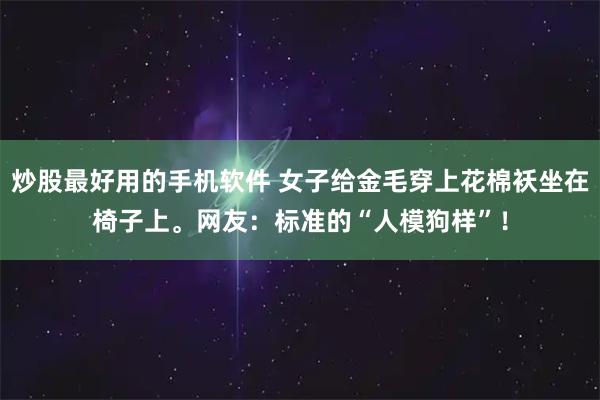 炒股最好用的手机软件 女子给金毛穿上花棉袄坐在椅子上。网友：标准的“人模狗样”！