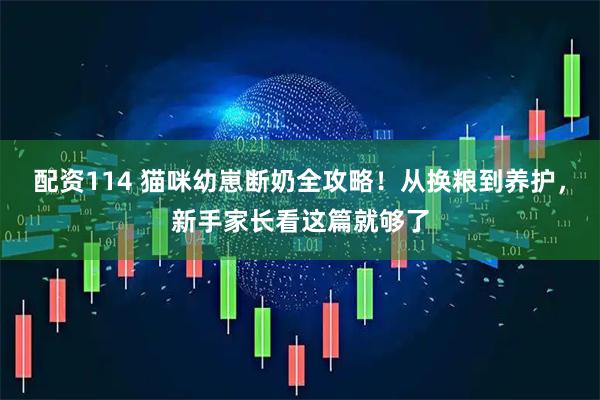 配资114 猫咪幼崽断奶全攻略！从换粮到养护，新手家长看这篇就够了